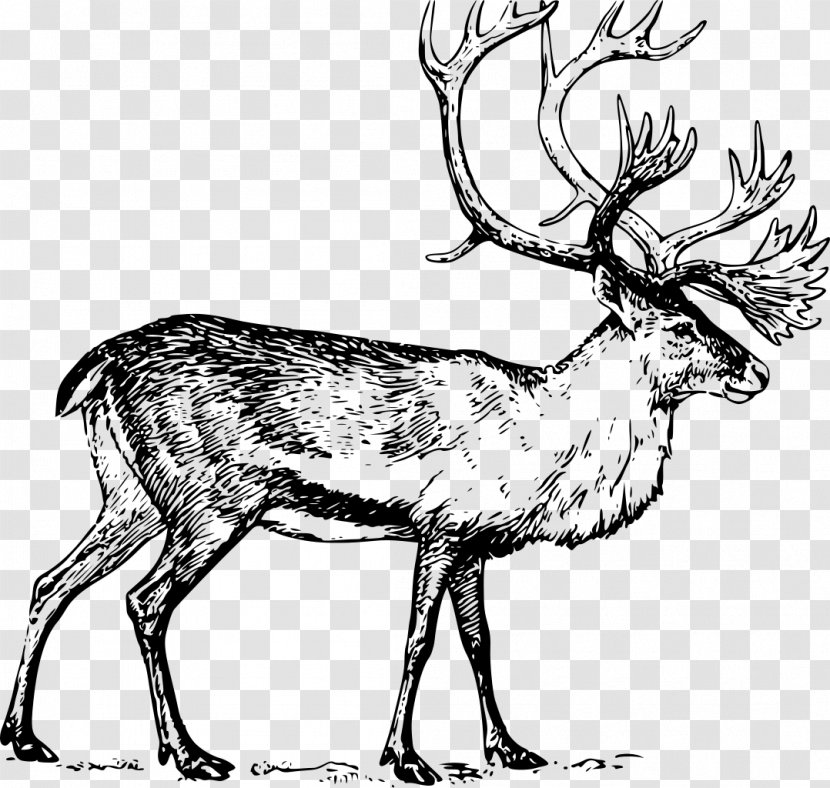 White-tailed Deer Moose Drawing Clip Art - Boreal Woodland Caribou - Reindeer Transparent PNG