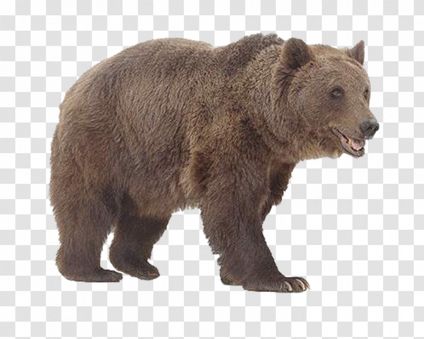 Bear Animal Lineup - Fauna - Beer Bbq Transparent PNG