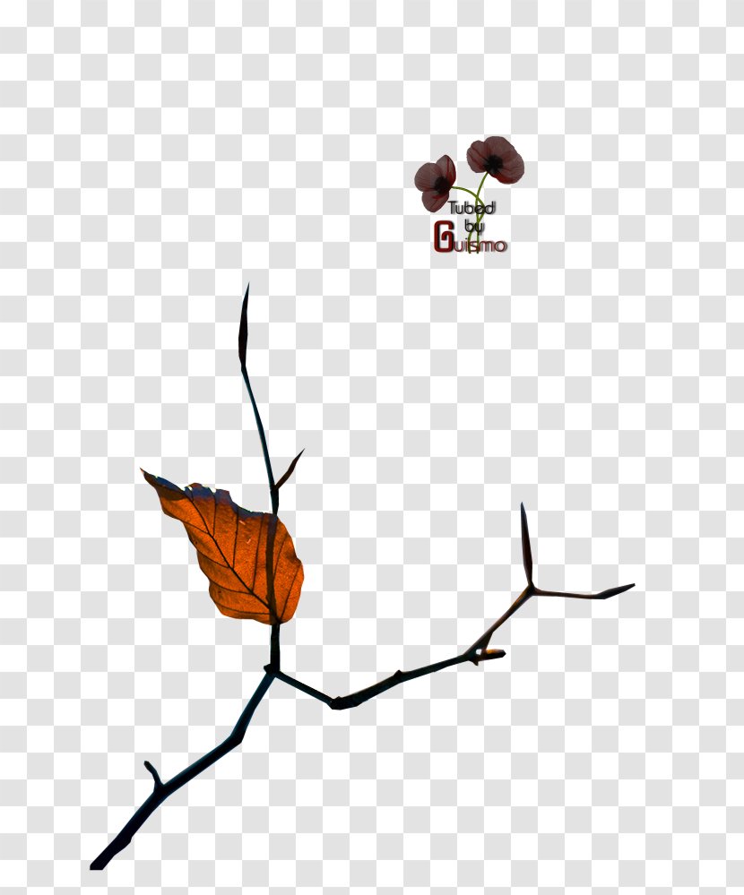 Twig Insect Plant Stem Leaf Clip Art - Branch Transparent PNG