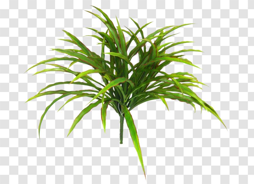Arecaceae Grasses Terrestrial Plant Stem Tree - Evergreen - Greenery Transparent PNG