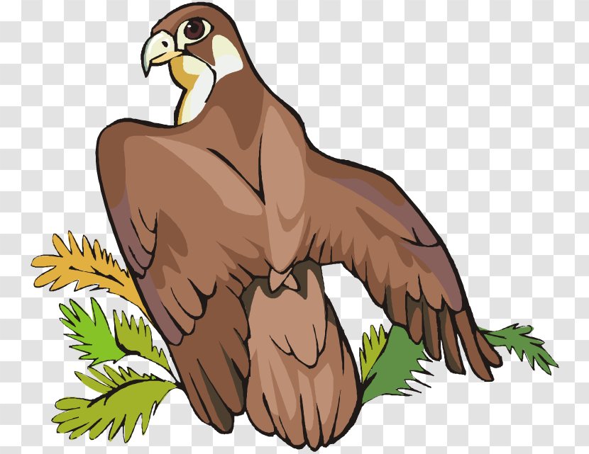 Bird Of Prey Bald Eagle Clip Art - Cartoon Transparent PNG