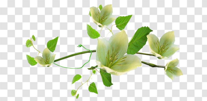 Jasminum Pennant - Blog - Flowering Plant Transparent PNG
