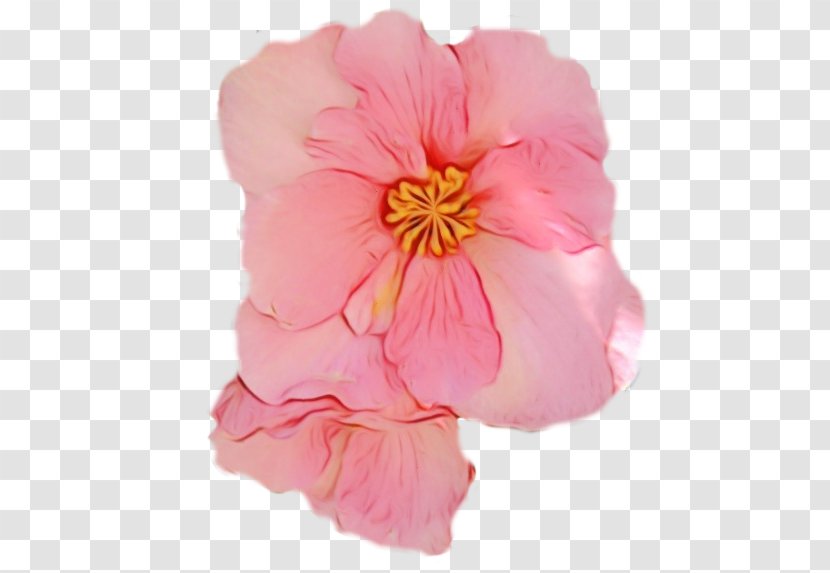 Petal Pink Flower Plant Begonia - Impatiens - Mallow Family Peach Transparent PNG
