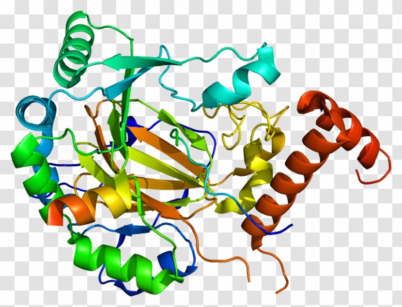 HIF1A Hypoxia-inducible Factors Protein Basic Helix-loop-helix - Erythropoietin Treatment - Organism Transparent PNG