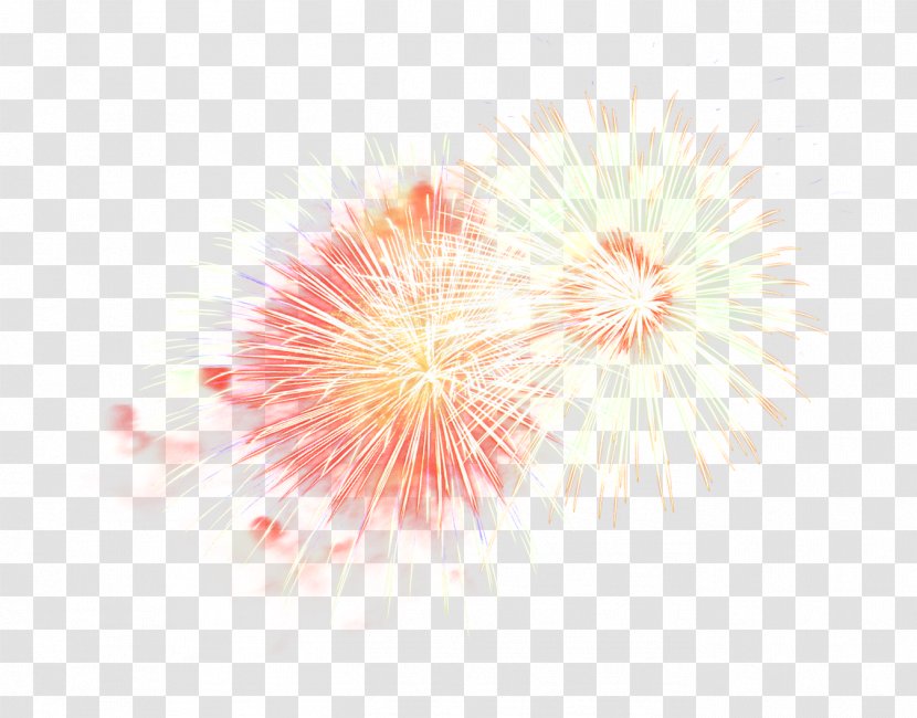 Fireworks Pink Plant Flower Event - Holiday Recreation Transparent PNG