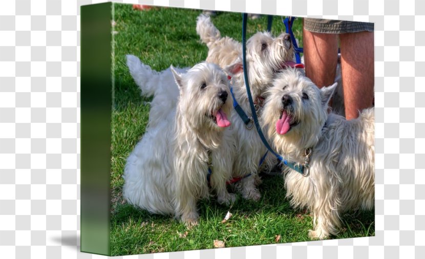 Glen Norwich Terrier Skye Cairn Norfolk - Vulnerable Native Breeds - Westie Transparent PNG