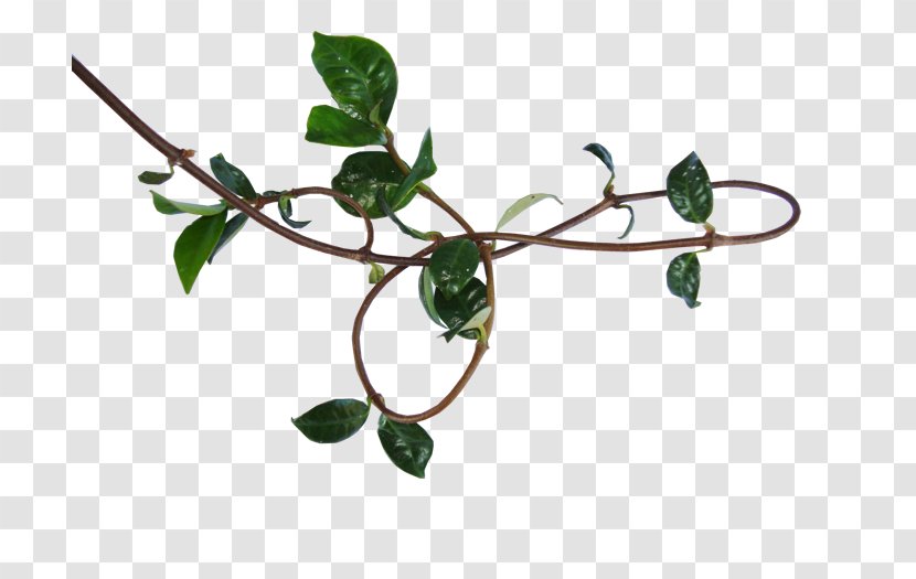 Vine Twig Plant Stem - Root - Leaf Transparent PNG