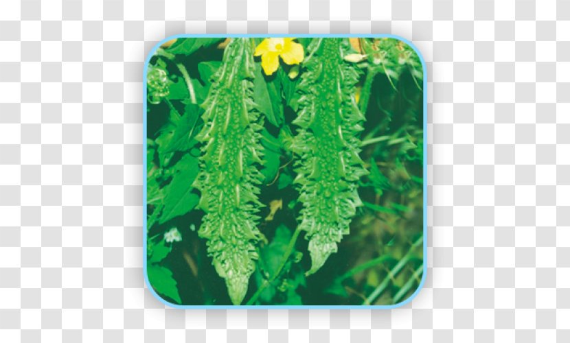 Bitter Melon Seed Fruit Herb Cucurbitaceae - Gourd Transparent PNG