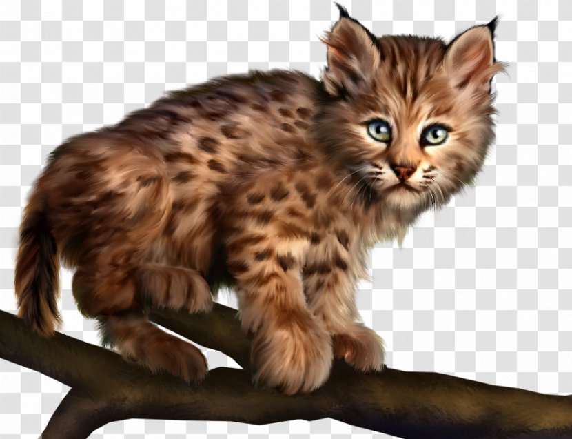 Felidae Kitten Cat Animal - Kurilian Bobtail Transparent PNG