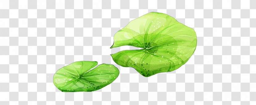 Leaf Nelumbo Nucifera Lotus Effect Transparent PNG