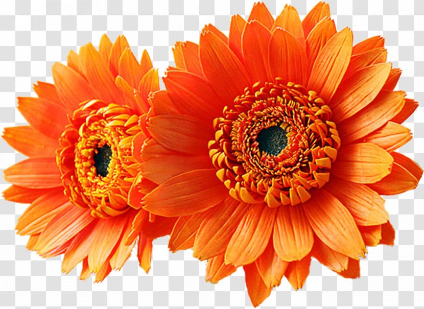 Transvaal Daisy Flower Bouquet Orange Yellow - Family Transparent PNG