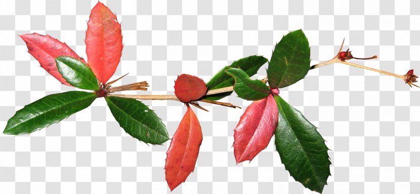 Flowering Plant Bud Stem Leaf Petal - Flower - Only Today Transparent PNG
