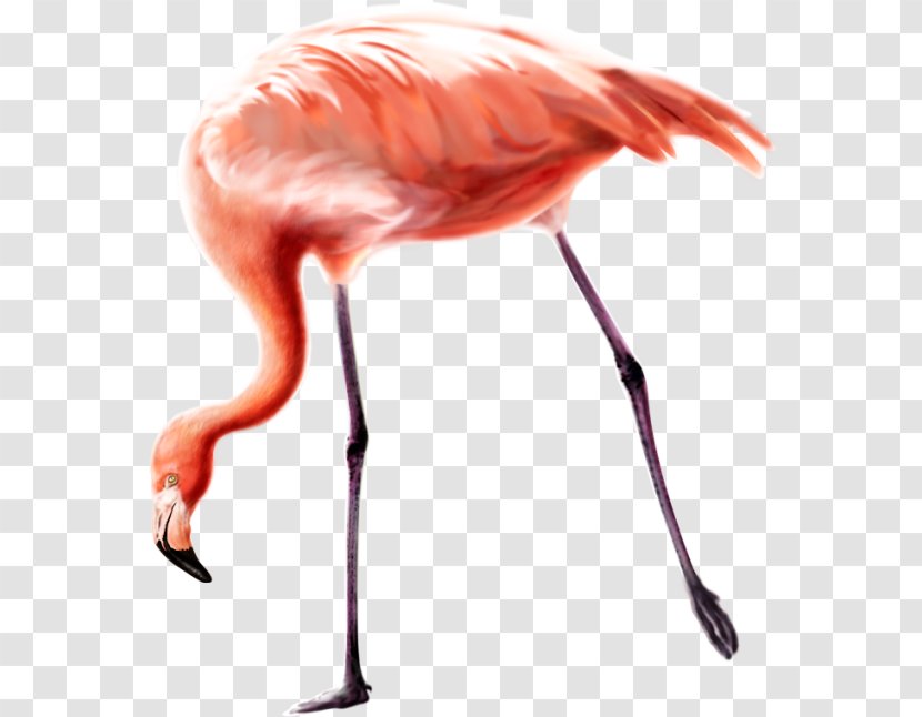Bird Greater Flamingo Clip Art - Flamingos Transparent PNG