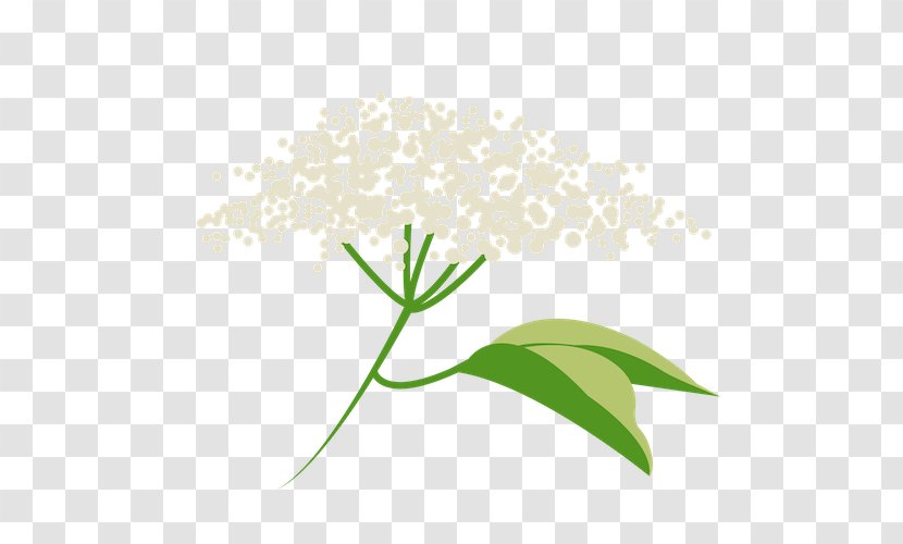 Grass Flower - Parsley Family - Pedicel Transparent PNG