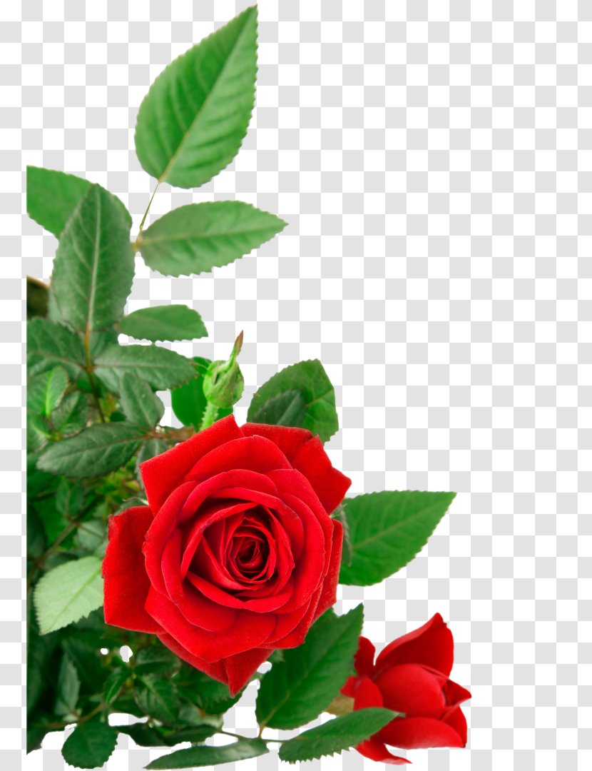 Animation Beach Rose Red - 8march Transparent PNG