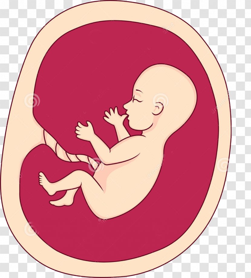 Fetus Uterus Pregnancy Clip Art - Tree - Baby Buckle Creative HD Free Transparent PNG