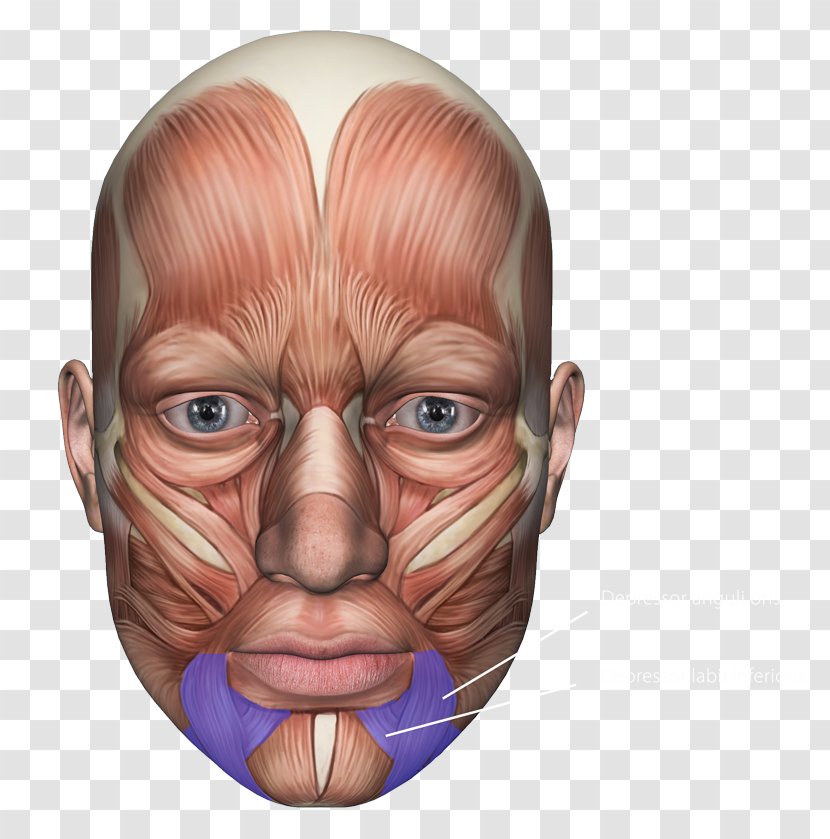 Facial Muscles Nerve Orbicularis Oculi Muscle Masseter - Zygomaticus Major - Face Transparent PNG