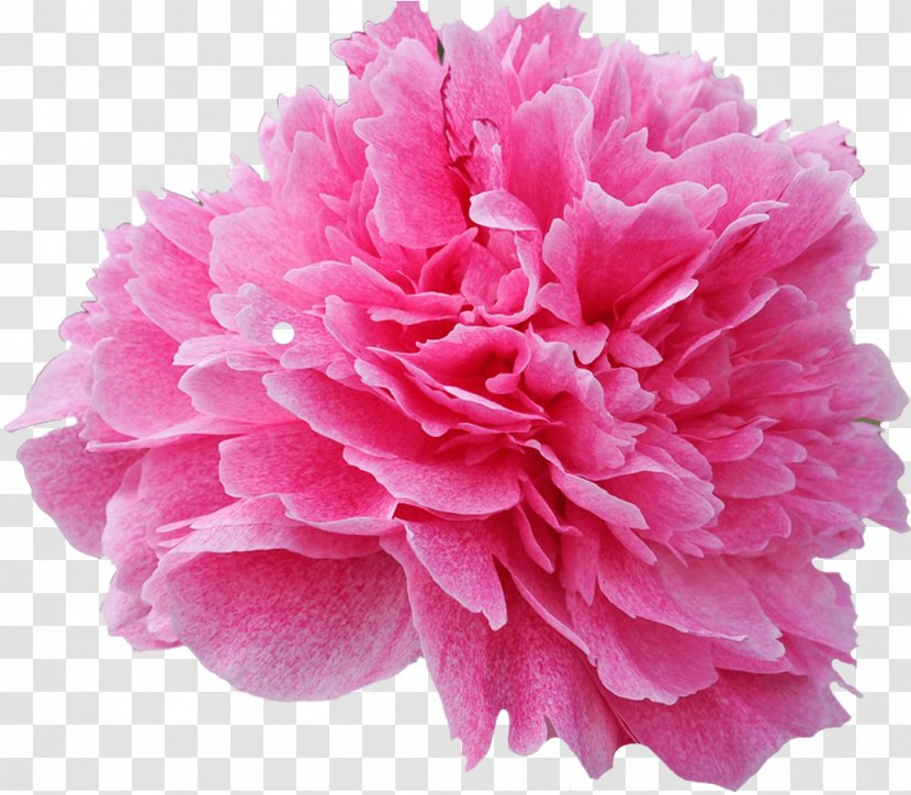 Pink Flower Petal Common Peony Plant - Chinese Flowering Transparent PNG