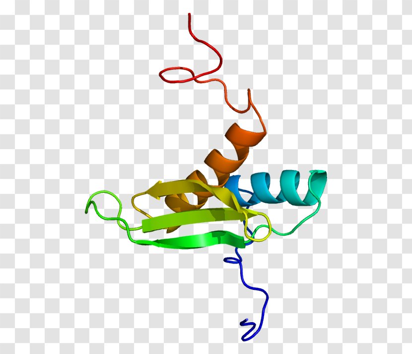 DGCR8 MicroRNA Structure Stem-loop Protein - Flower - Cartoon Transparent PNG