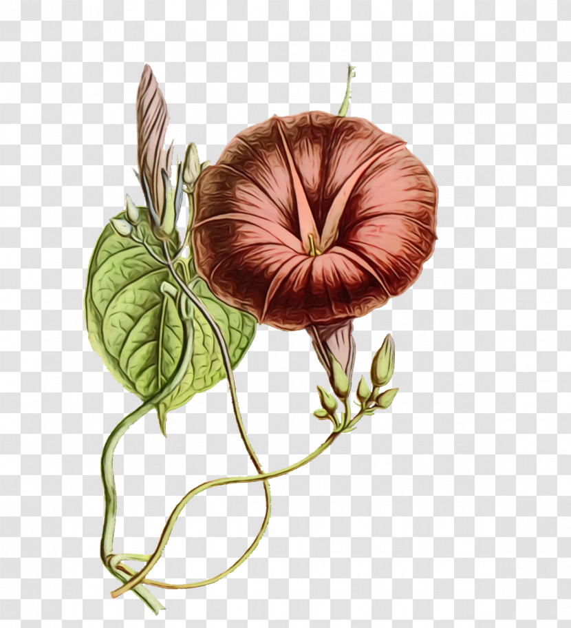 Flower Plants Science Biology Transparent PNG