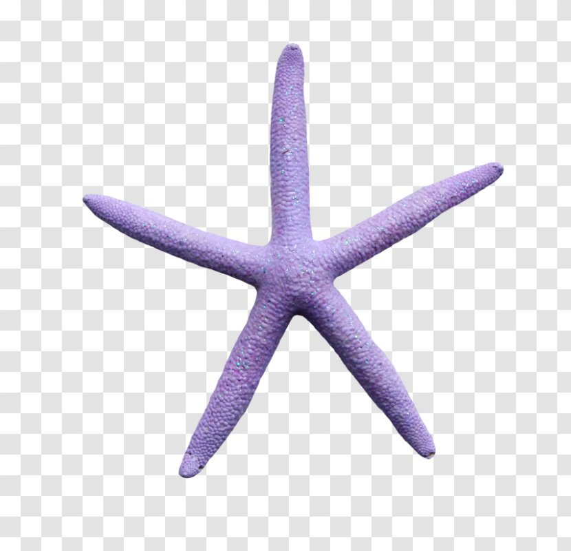 Starfish Echinoderm Purple - Organism Transparent PNG
