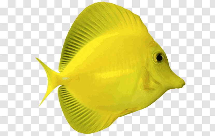 Angelfish Yellow Tang Blue Saltwater Fish Clip Art - Tropical Transparent PNG