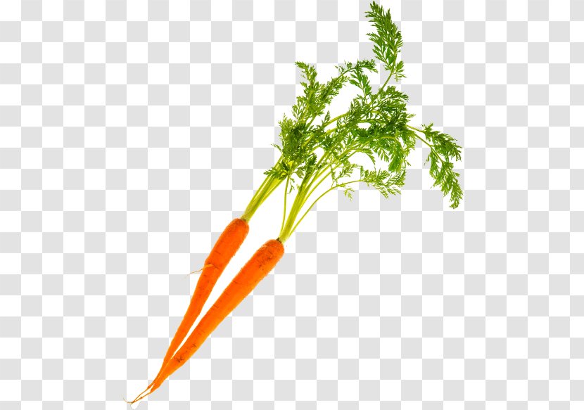 Greens Carrot - Food - Chicory Root Transparent PNG