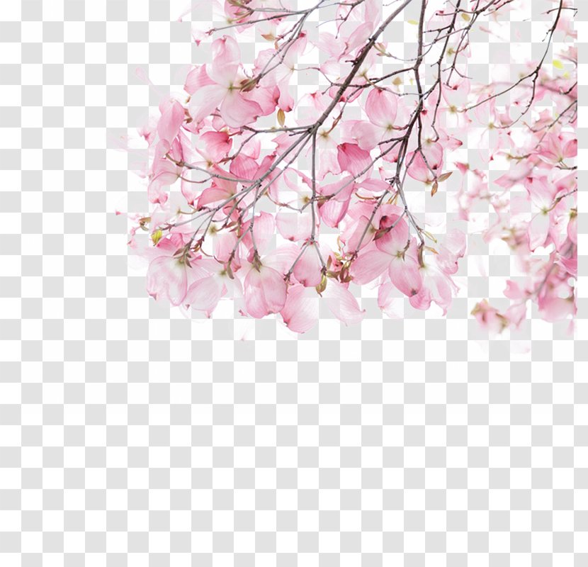 Pink Download Illustration - Spring - And Beautiful Cherry Blossoms Transparent PNG