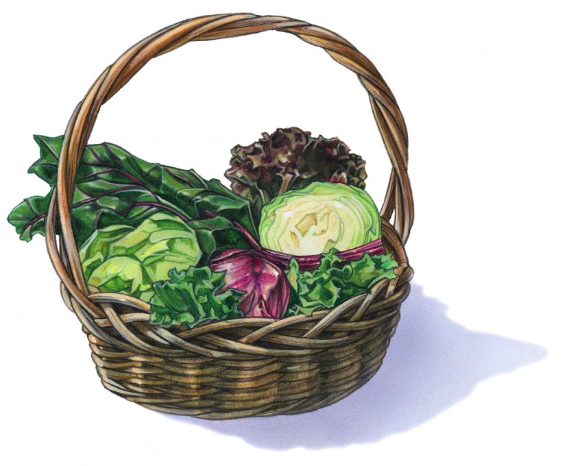 Clip Art Drawing Illustration Photography Image - Floral Design - Basket Transparent PNG