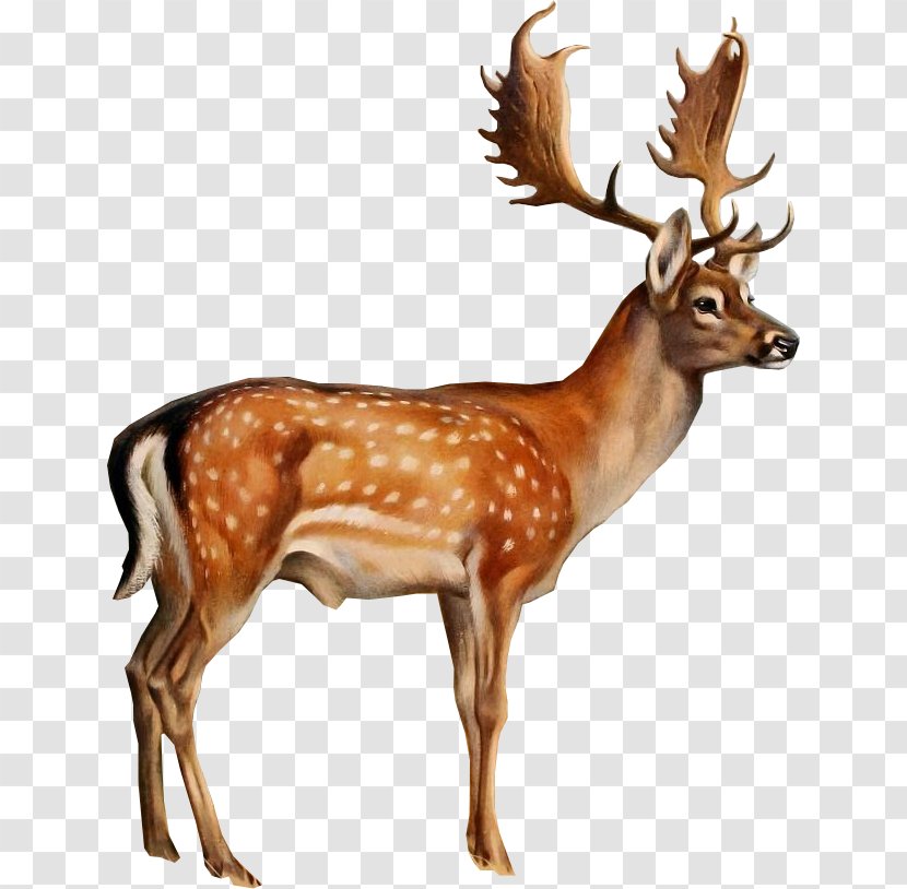 Reindeer White-tailed Deer Clip Art - White Tailed Transparent PNG