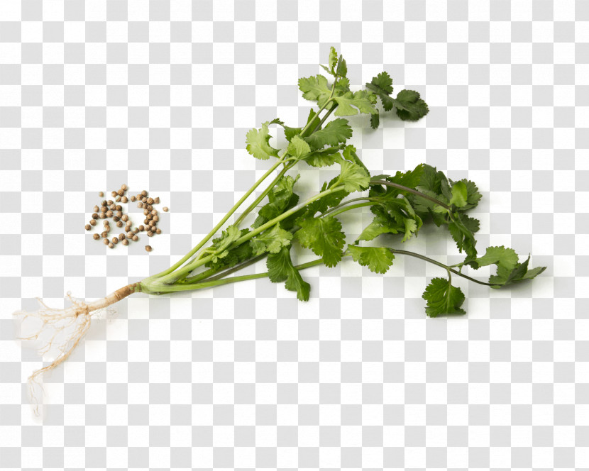 Parsley Transparent PNG