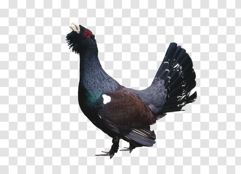 Western Capercaillie Grouse Poultry Chicken Bird - Feather Transparent PNG
