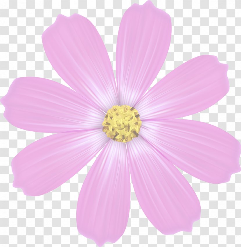 Daisy Family Annual Plant Flower Herbaceous Petal - Flowering - Cosmos Transparent PNG