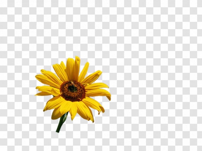 Common Sunflower - Seed - Flowera Transparent PNG