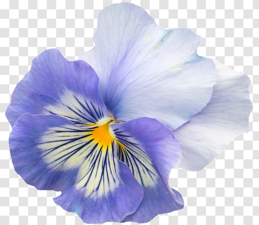 Pansy Flower Violet Image Petal - Seed Plant Transparent PNG