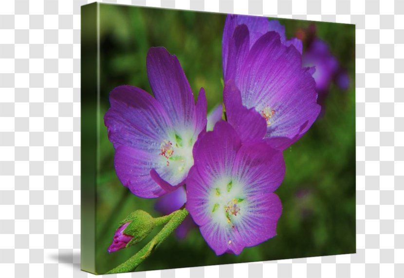 Violet Plant Gallery Wrap Lilac Flower - Flora - Botanical Flowers Transparent PNG