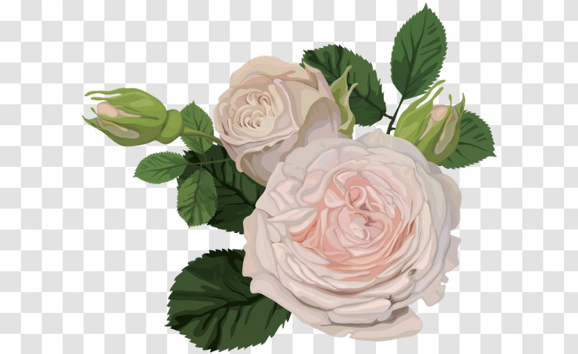 Garden Roses Flower China Rose Floral Design - Bouquet Transparent PNG