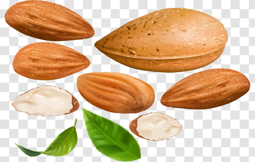 Nut Almond Dried Fruit Apricot Kernel - Hand-painted Transparent PNG