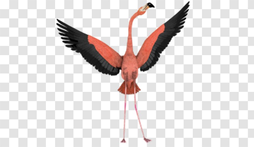 Bird Flight Flamingo Wing Clip Art - Spreading Its Wings Transparent PNG