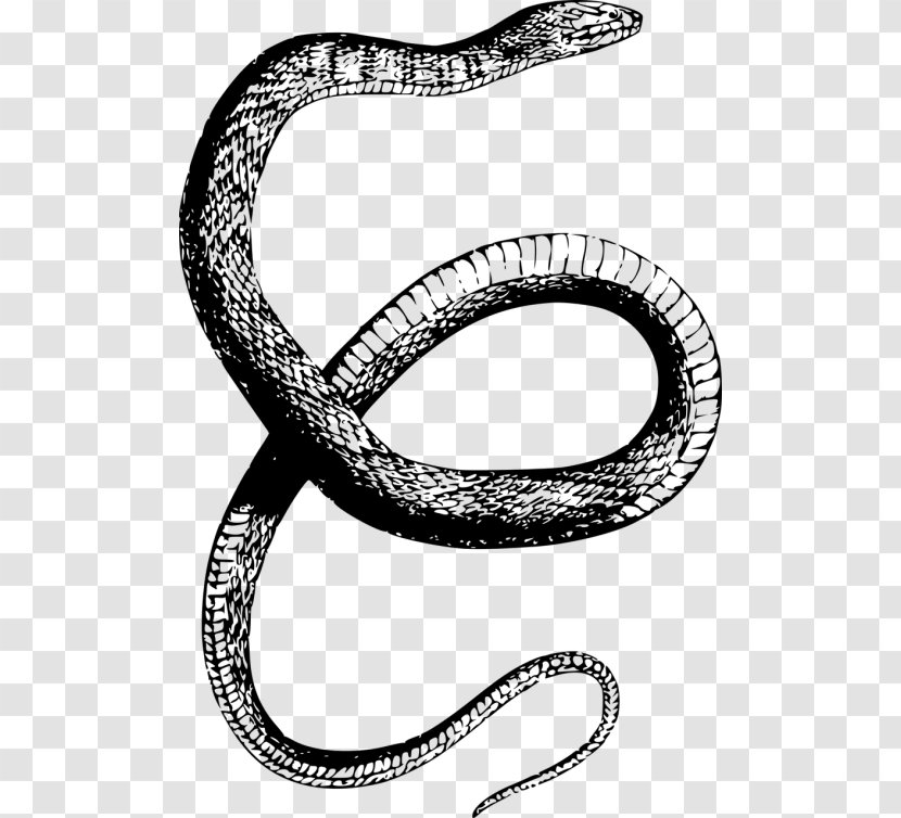 Banded Water Snake Reptile Drawing Clip Art - Rattlesnake Transparent PNG