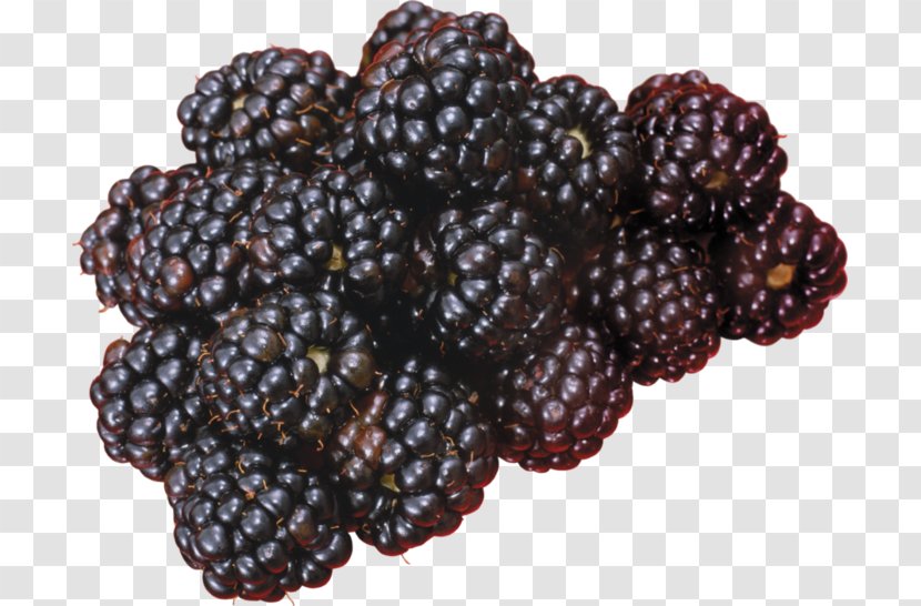 BlackBerry Tour - Rubus - Blackberry Transparent PNG
