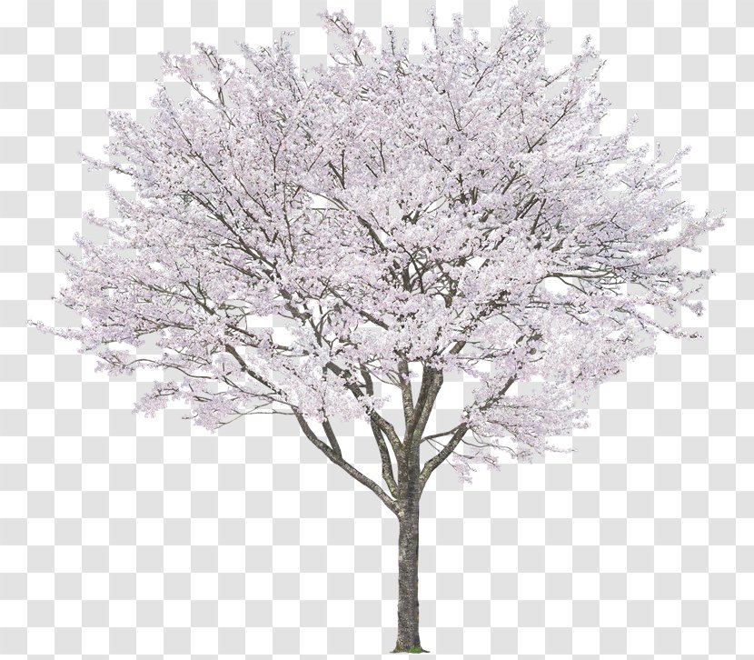 Tree Plant - Arboles Transparent PNG