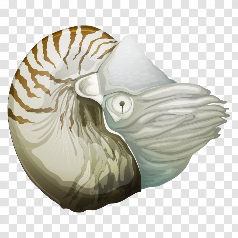 Chambered Nautilus Royalty-free Illustration - Stock Footage - Conch Transparent PNG