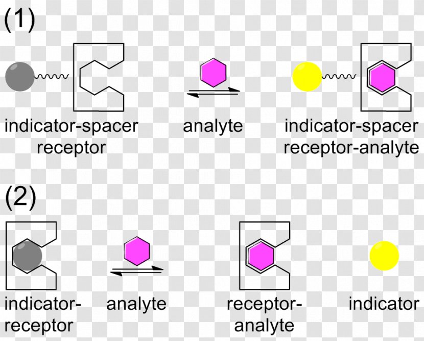 Binding Selectivity Receptor Ligand Pharmacology Chemical Specificity - Especificidad Transparent PNG