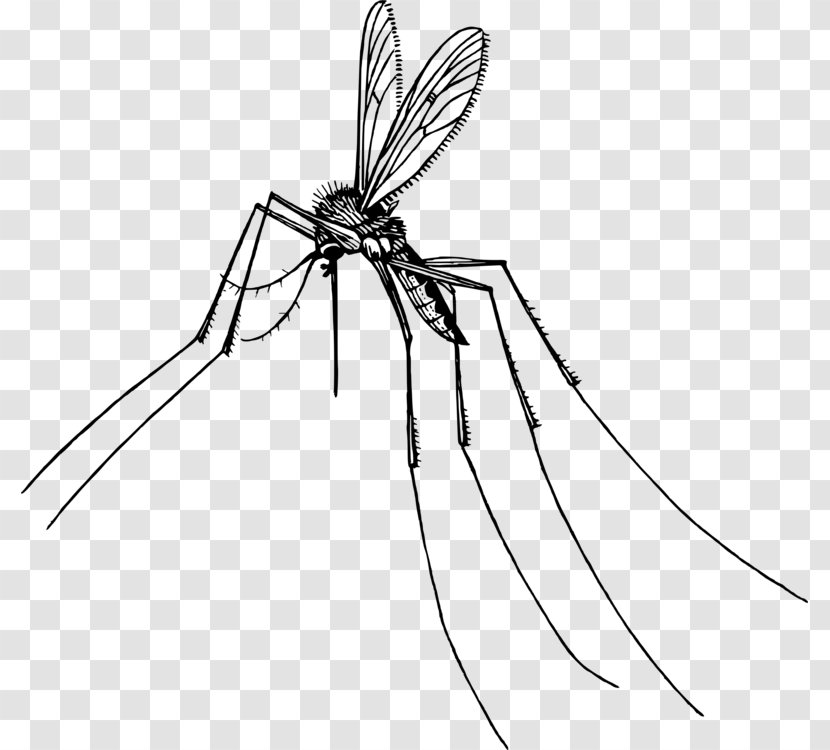 Mosquito Insect Clip Art Gnat - Wing - Wikiclipart Transparent PNG