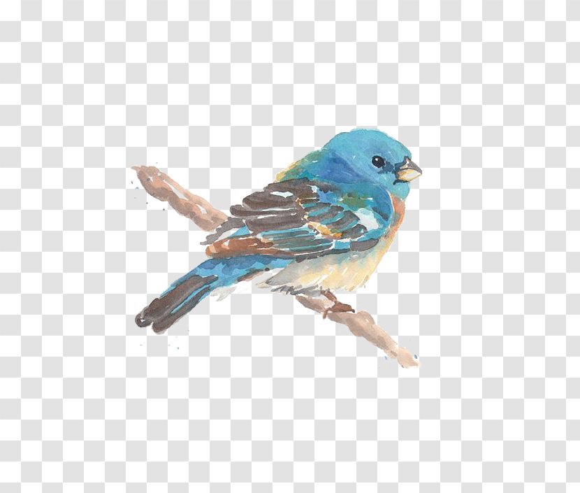 Bird Watercolor Painting Drawing - Feather - Birds Transparent PNG