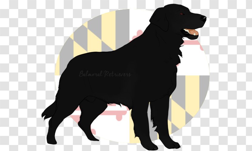 Labrador Retriever Flat-Coated Dog Breed Borador Transparent PNG