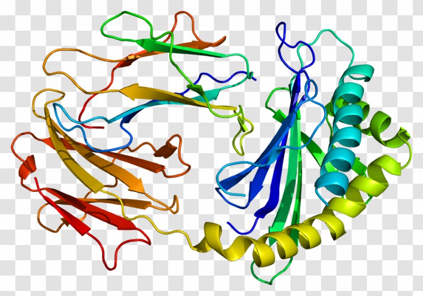 Protein Antibody Immunoglobulin G Fc Receptor FCGRT - Human - Neonatal Transparent PNG