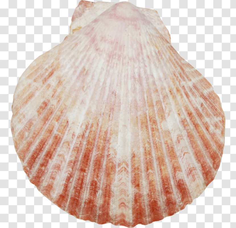 Sea Cartoon - Conchology - Food Natural Material Transparent PNG