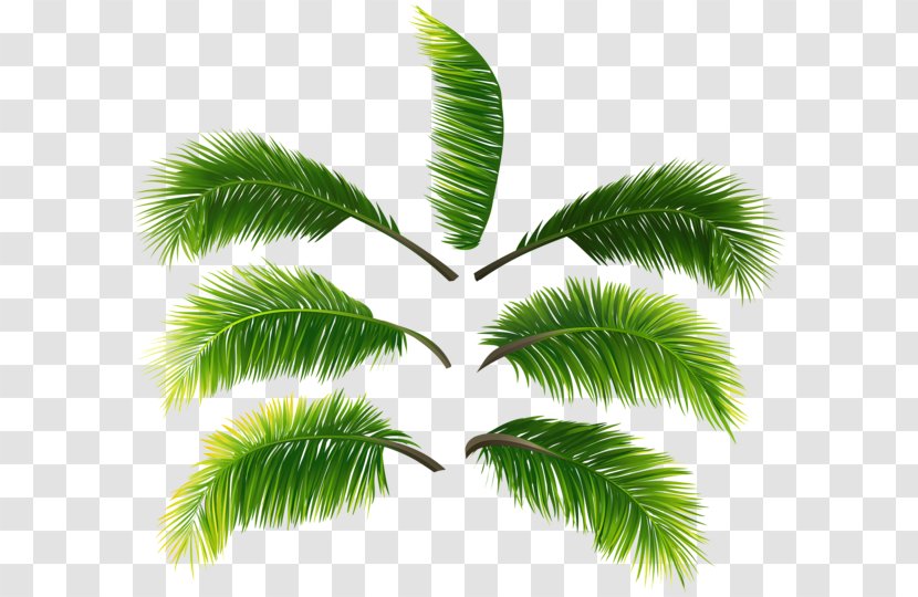 Asian Palmyra Palm Leaf Clip Art Branch - Borassus Flabellifer Transparent PNG
